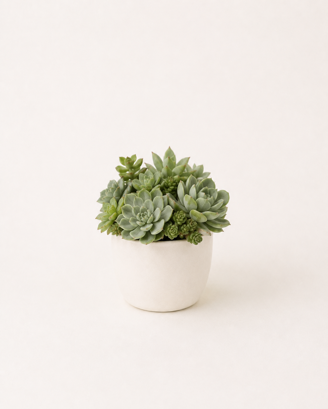 多肉植物 寄せ植え（12cm・鉢付き・フェイクグリーン）