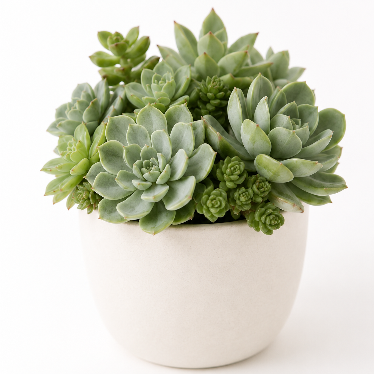 多肉植物 寄せ植え（12cm・鉢付き・フェイクグリーン）